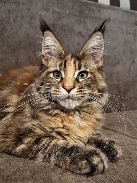 Maine coon cat rescue maine - Panda ( Pandora) is a 2 years 10 month, pedigree brown tortie, Maine Coon spayed female. She will be fully vaccinated on a restart by the time she leaves me. She is wormed to …